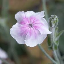 Image result for Lychnis coronaria alba