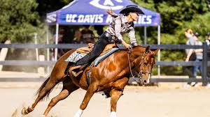 Image result for South Weylands Equestrian