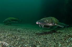 Image result for Acipenser medirostris