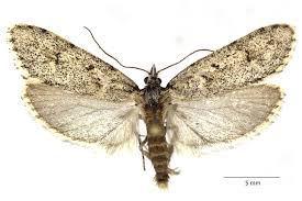 Attēlu rezultāti vaicājumam “Diurnea fagella”