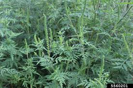 Attēlu rezultāti vaicājumam “Ambrosia artemisiifolia fruit”