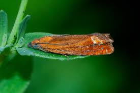 Attēlu rezultāti vaicājumam “Lathronympha strigana”