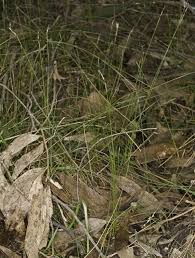 Attēlu rezultāti vaicājumam “Schoenus ferrugineus bud”