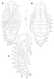 Attēlu rezultāti vaicājumam “Cleonis pigra”