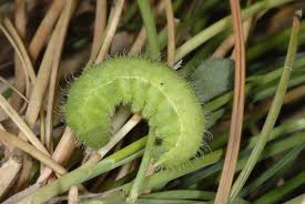 Attēlu rezultāti vaicājumam “Maniola jurtina”