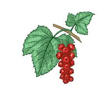 Bildergebnis für rote johannisbeeren