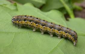 Attēlu rezultāti vaicājumam “Orthosia miniosa larva”