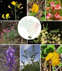 Attēlu rezultāti vaicājumam “Leguminosae”