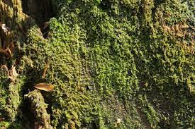 Attēlu rezultāti vaicājumam “Cephalozia catenulata”