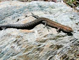 Attēlu rezultāti vaicājumam “Lacerta vivipara”