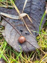 Attēlu rezultāti vaicājumam “Euura pedunculi”