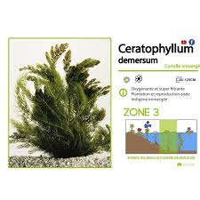 Attēlu rezultāti vaicājumam “Ceratophyllum demersum”