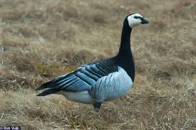 Attēlu rezultāti vaicājumam “Branta leucopsis”