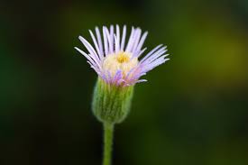 Attēlu rezultāti vaicājumam “Erigeron acris flower”