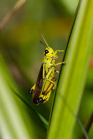Attēlu rezultāti vaicājumam “Stethophyma grossum”