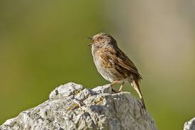 Attēlu rezultāti vaicājumam “Prunella modularis adult”