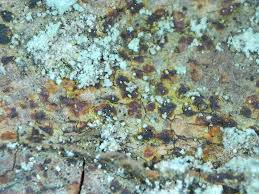 Attēlu rezultāti vaicājumam “Arthonia vinosa”