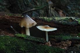 Attēlu rezultāti vaicājumam “Collybia sp.”