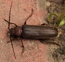 Attēlu rezultāti vaicājumam “Criocephalus rusticus”