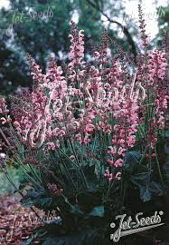Image result for Salvia pratensis `Rose Rhapsody