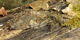 Attēlu rezultāti vaicājumam “Peridea anceps”