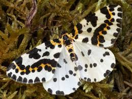 Attēlu rezultāti vaicājumam “Abraxas grossulariata larva”