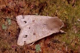 Attēlu rezultāti vaicājumam “Orthosia munda”