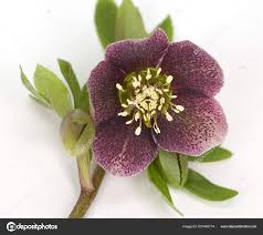 Image result for Nieswurz