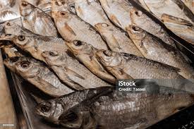 Image result for Rutilus caspicus