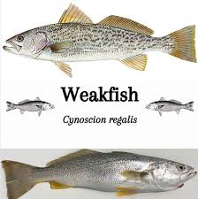 Image result for Cynoscion regalis