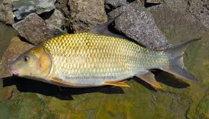 Image result for Carpiodes cyprinus