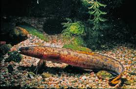 Image result for Lota lota