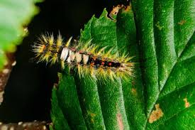 Attēlu rezultāti vaicājumam “Orgyia antiqua”