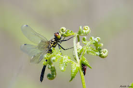 Attēlu rezultāti vaicājumam “Leucorrhinia albifrons”