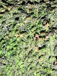 Attēlu rezultāti vaicājumam “Frullania dilatata”