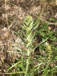Attēlu rezultāti vaicājumam “Gnaphalium sylvaticum leaf”