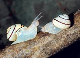 Attēlu rezultāti vaicājumam “Cepaea nemoralis”