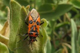 Attēlu rezultāti vaicājumam “Rhopalus maculatus imago”