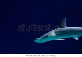 Image result for Mustelus asterias