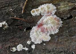 Attēlu rezultāti vaicājumam “Phlebia centrifuga”