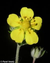 Attēlu rezultāti vaicājumam “Potentilla argentea bud”