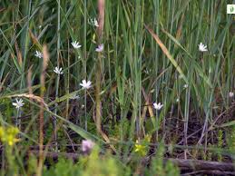Attēlu rezultāti vaicājumam “Stellaria palustris”