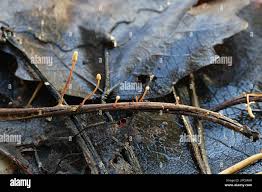 Attēlu rezultāti vaicājumam “Heyderia pusilla”