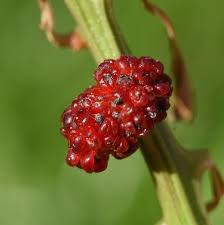 Attēlu rezultāti vaicājumam “Chenopodium foliosum fruit”