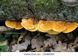 Attēlu rezultāti vaicājumam “Pycnoporellus fulgens”