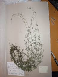 Attēlu rezultāti vaicājumam “Chara filiformis”