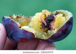 Attēlu rezultāti vaicājumam “Grapholita funebrana larva”