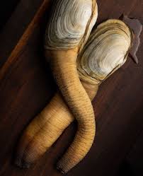 Image result for geoduck