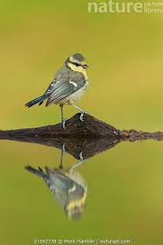 Attēlu rezultāti vaicājumam “Cyanistes caeruleus juvenile”