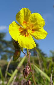 Attēlu rezultāti vaicājumam “Helianthemum x hybridum flower”